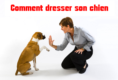 apprendre a dresser son chien